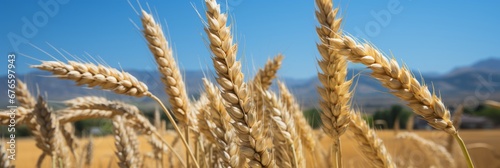 Vibrant golden wheat field under sunny summer sky, serving as a stunning farm background scene.