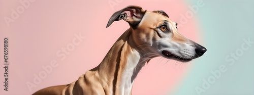 Studio portraits of a funny Russian greyhound dog on a plain and colored background. Creative animal concept, dog on a uniform background for design and advertising. © 360VP