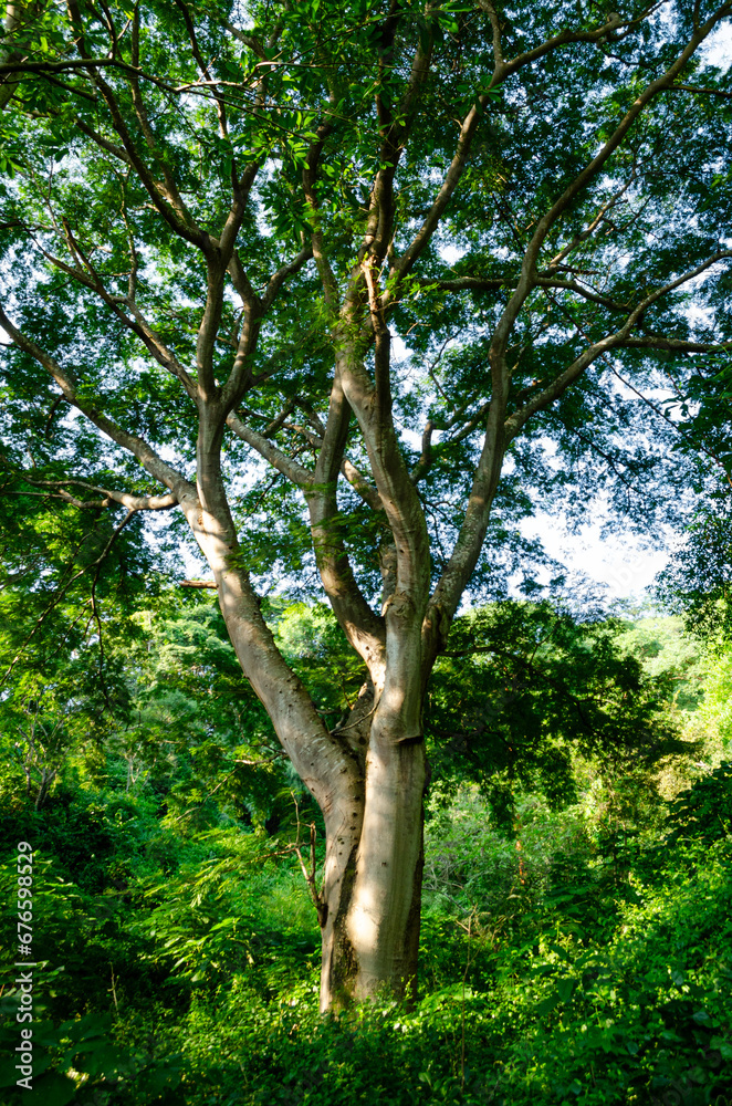 Obraz premium cascada