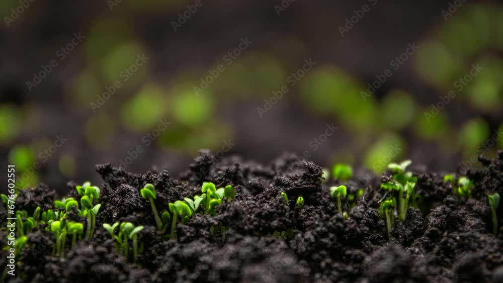 Plant Growth In Timelapse, Sprouts Germination From Seeds In Ground, Farming And Gardening At Spring Season Plant Growth In Timelapse, Sprouts Germination From Seeds In Ground, Farming And Gardening At Spring Season