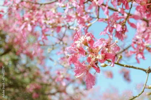 Flor Chorisia speciosa de palo borracho de color rosado  con fondo de cielo celeste