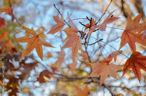 Hojas de otoño de color naranja con rojo, sobre ramas de un arbol photo