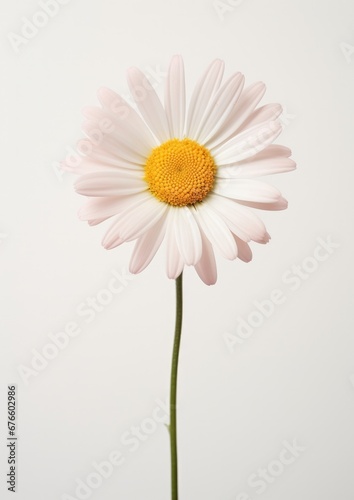 Beauty isolated white background nature plant daisy flower