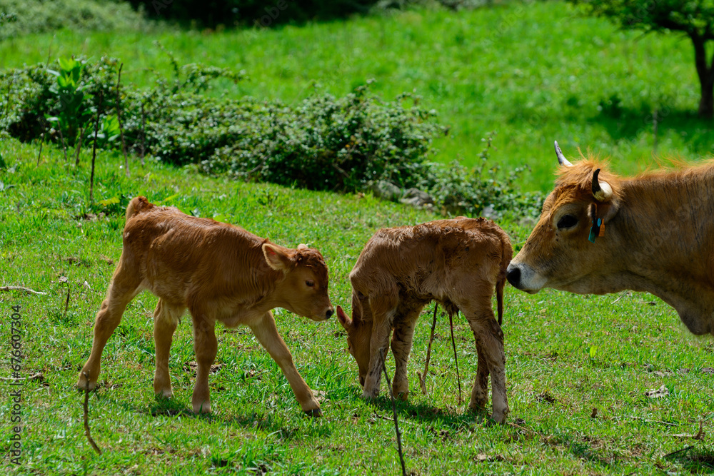 Brown Asturian cows, livestock with little calfs on green grass pasture, Picos de Europe, Los Arenas, Asturias, Spain Brown Asturian cows, livestock with little calfs on green grass pasture, Picos de Europe, Los Arenas, Asturias, Spain