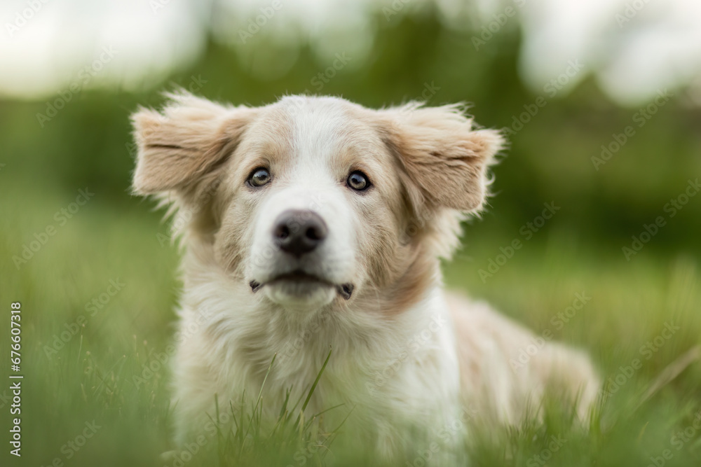 A cute border collie dog puppy on a meadow in autumn outdoors