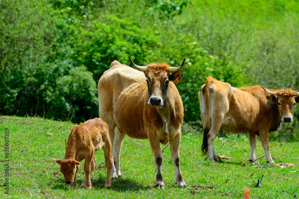Brown Asturian cows, livestock with little calfs on green grass pasture, Picos de Europe, Los Arenas, Asturias, Spain Brown Asturian cows, livestock with little calfs on green grass pasture, Picos de Europe, Los Arenas, Asturias, Spain