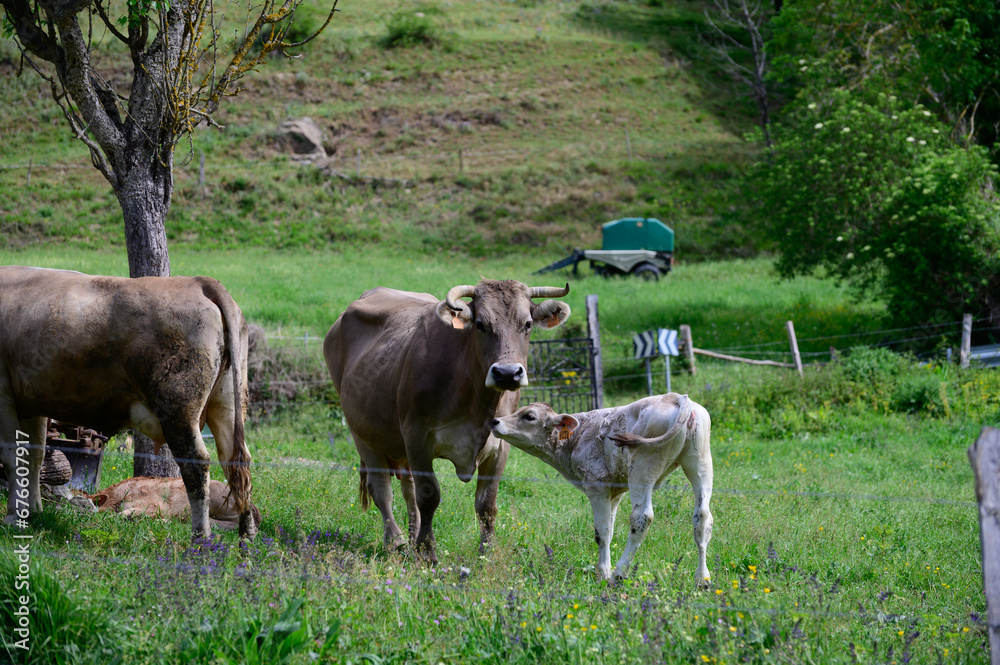 Brown Cantabrian cows grazing on pasture, Liebana Valley, Cantabria, Spain