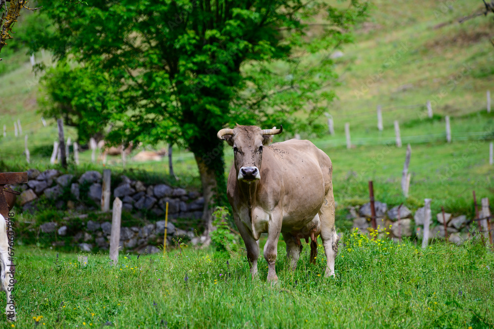Brown Cantabrian cows grazing on pasture, Liebana Valley, Cantabria, Spain Brown Cantabrian cows grazing on pasture, Liebana Valley, Cantabria, Spain