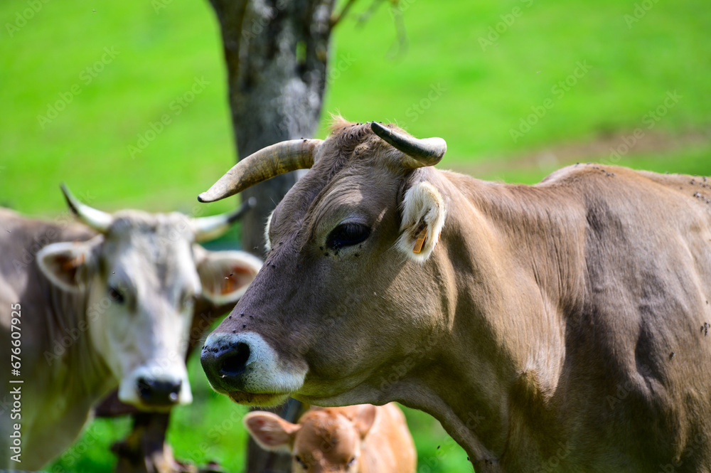 Brown Cantabrian cows grazing on pasture, Liebana Valley, Cantabria, Spain Brown Cantabrian cows grazing on pasture, Liebana Valley, Cantabria, Spain