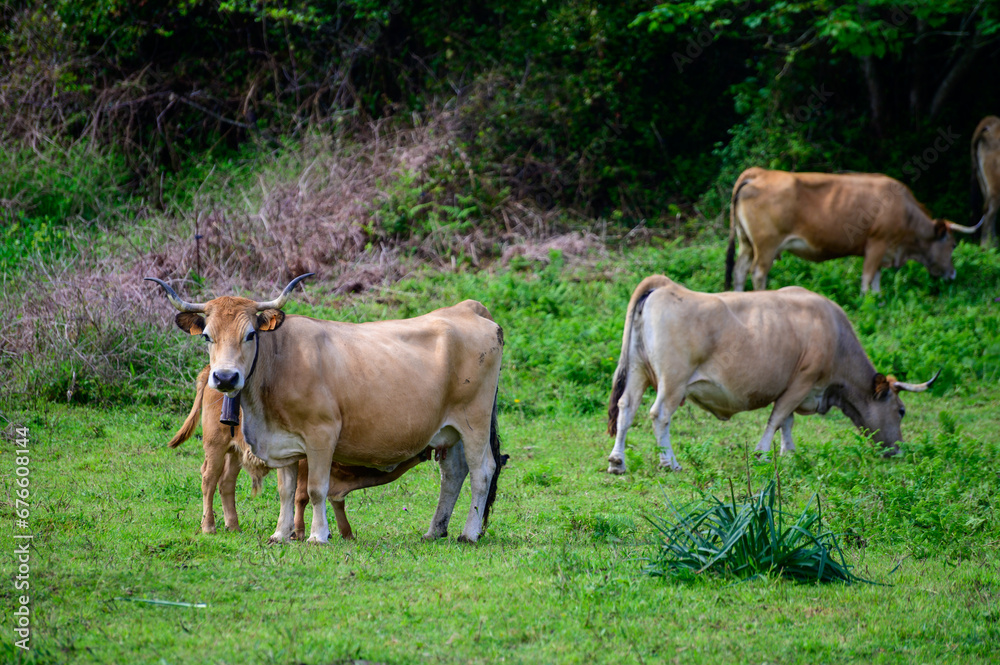 Brown Asturian cows grazing on pasture, Picos de Europe, Asturias, Spain