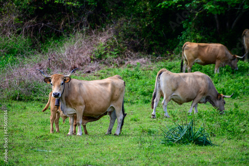 Brown Asturian cows grazing on pasture, Picos de Europe, Asturias, Spain