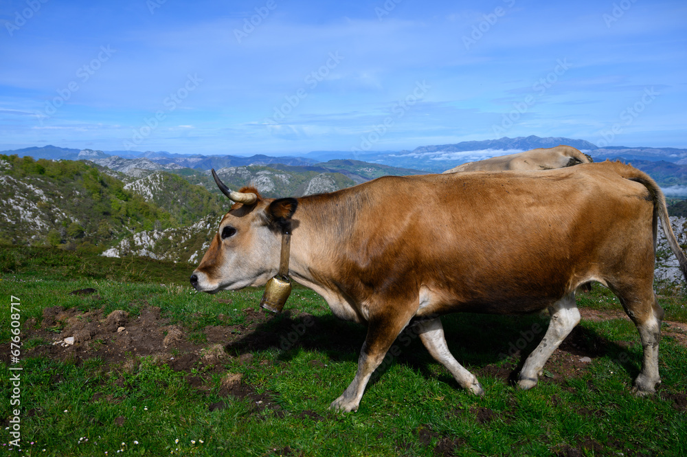 Brown Asturian cows, herd of cows is carried to  new pasture on mountain road, Picos de Europe, Los Arenas, Asturias, Spain