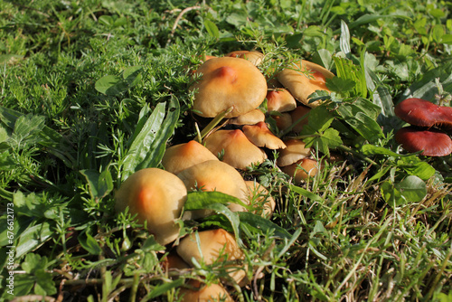 a group of mushrooms in a field