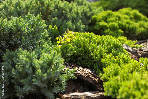 Beautiful juniper plants growing outdoors. Gardening and landscaping