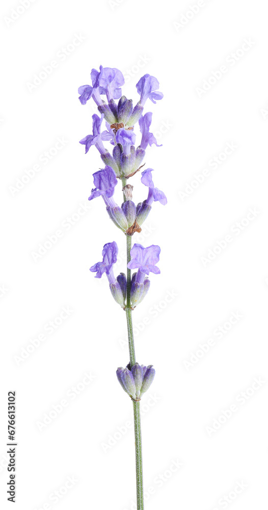 Beautiful blooming lavender flower isolated on white Beautiful blooming lavender flower isolated on white