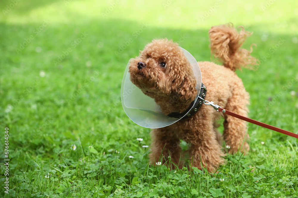 Cute Maltipoo dog with Elizabethan collar on green grass outdoors, space for text Cute Maltipoo dog with Elizabethan collar on green grass outdoors, space for text