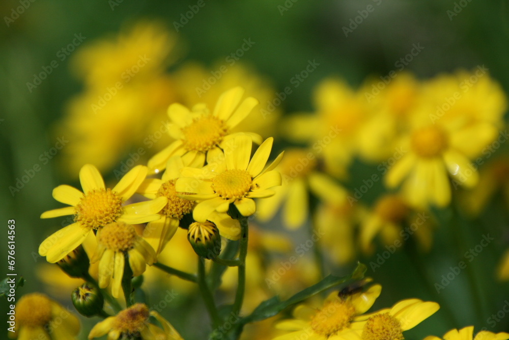 A vibrant array of yellow flowers stretch across the field A vibrant array of yellow flowers stretch across the field
