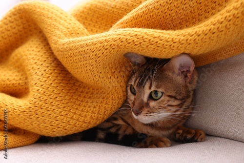 Cute Bengal cat lying on sofa at home  closeup. Adorable pet