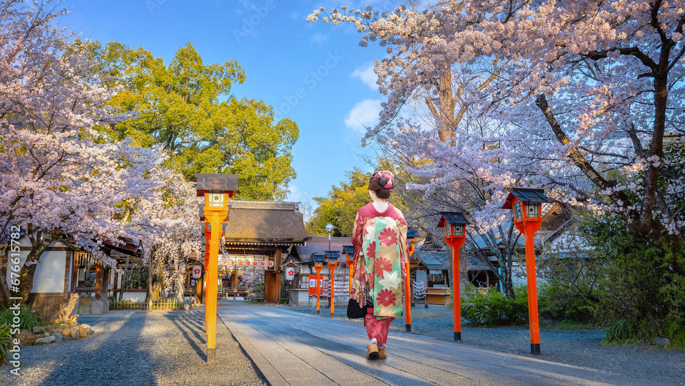 Naklejka premium Young Japanese woman in traditional Kimono dress strolls at Hirano-jinja Shrine during full bloom cherry blossom season