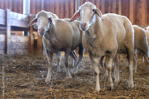 Fototapeta Naklejka Na Ścianę i Meble -  Many sheep in barn on farm. Cute animals