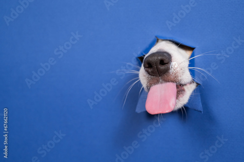 Jack russell terrier dog licks his nose and leans out of torn paper blue background. 