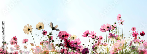 Cosmos flowers blooming panorama with sunset in the morning and bokeh in the garden.concept festival beautiful flower and love day. photo