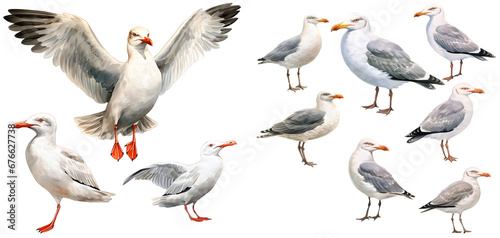 Seagull bird watercolor illustration clipart. Generative AI