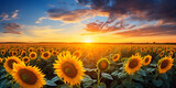 A Magical Morning Unveiled in Sunflowers A magical view of a field of sunflowers, their bright yellow petals facing the setting sun  AI Generative 
 