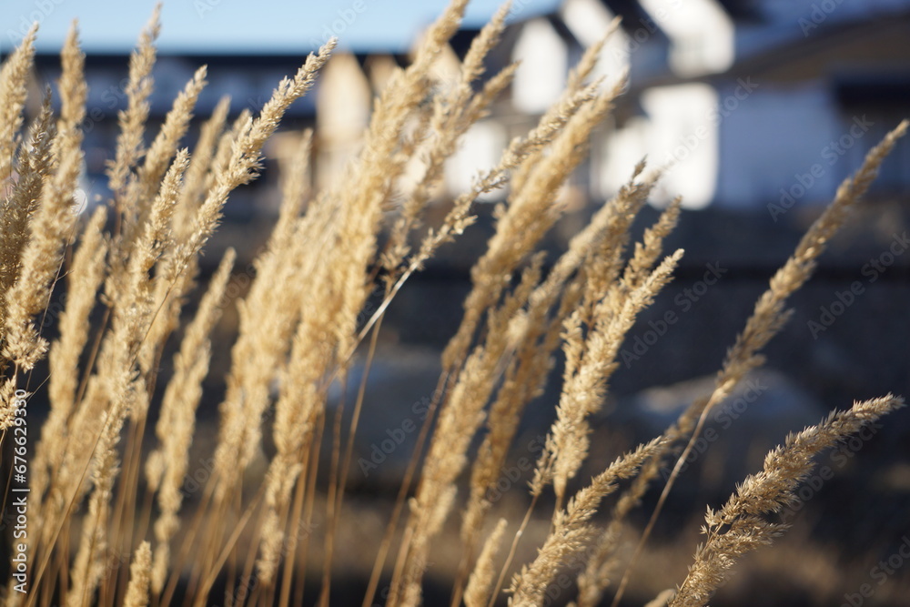 Fototapeta premium Wheat swaying in the wind on sunny day