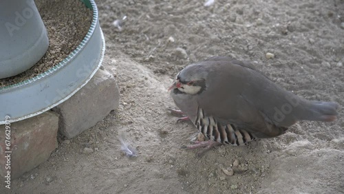 chukar partridge, or simply chukar, is a Palearctic upland gamebird in the pheasant family Phasianidae. It has been considered to form a superspecies complex along with the rock partridge, photo