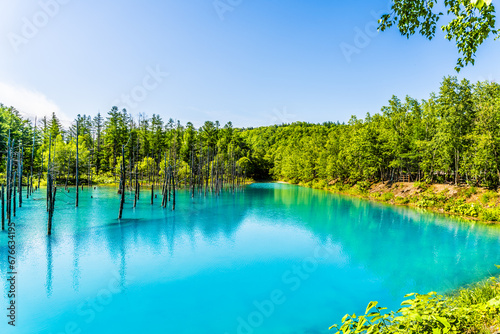 北海道美瑛町の青い池。 夏、七月。
