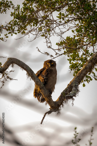 Brown Fish Owl in Sri Lanka photo