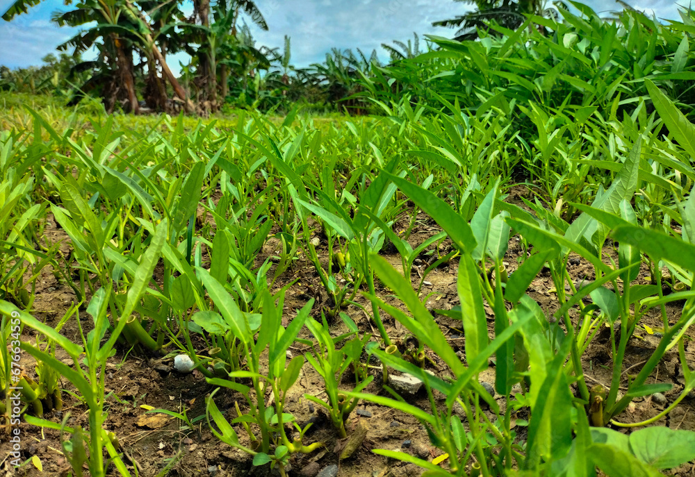 Obraz premium Selective focus. Kangkung, is a plant that belongs to the type of vegetables and is grown as food. Kangkung is sold in many markets. 