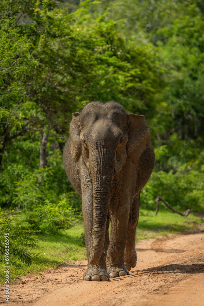Asian elephant in Sri Lanka