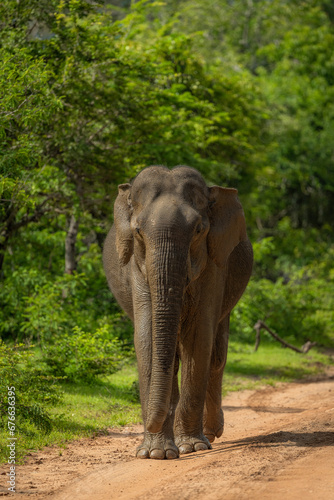 Asian elephant in Sri Lanka photo