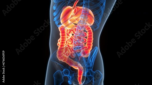 Human Digestive System Anatomy Animation Concept photo