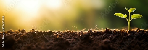 seed plant, water droplets, soil, bokeh morning fresh nature background, generative AI.