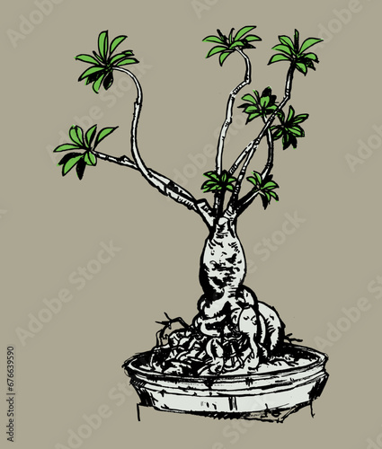 Bonsai of adenium obesum flower plant on pot. Illustration of tree miniature isolated on grey background, hand-drawn style.