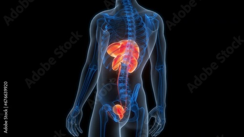 Human Internal Organs Liver with Urinary System Anatomy Animation Concept photo
