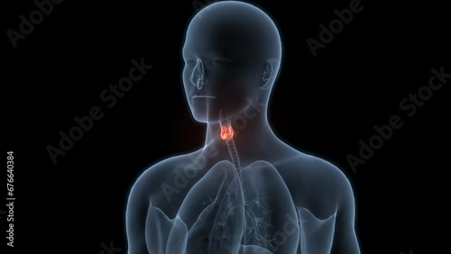 Human Body Glands Thyroid Gland Anatomy Animation Concept photo