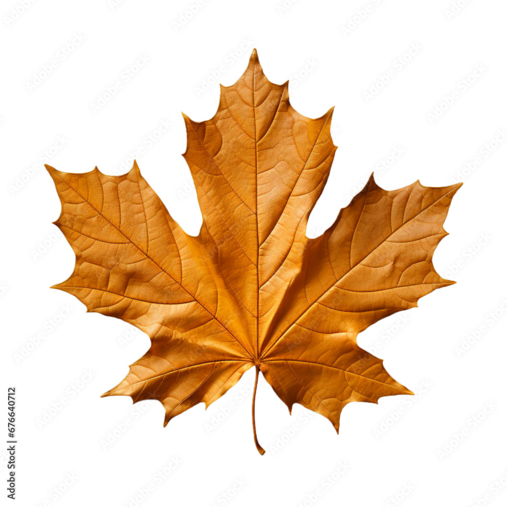 autumn maple leaf autumn maple leaf