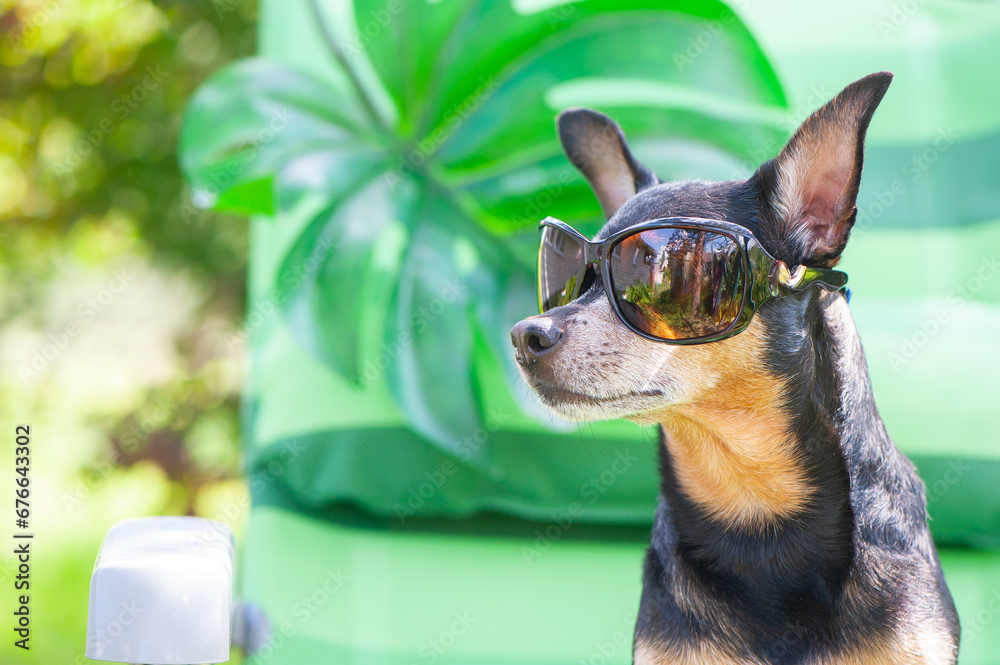 Dog, toy terrier in sunglasses is resting in a sun lounger. Summer holiday concept.