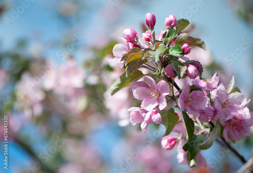 Branches of blossoming pink apple tree macro with soft focus against the background of gentle greenery.  Beautiful floral image of spring nature.