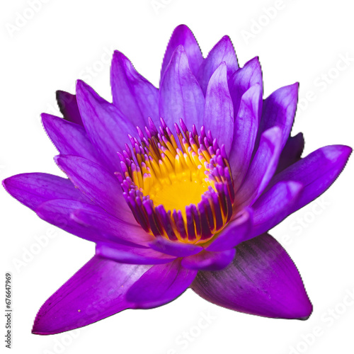 Nymphaea nouchali  Burm. f.  purple  yellow flowers  die cut  white background  isolated