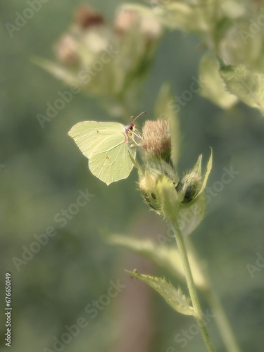Fotografie The lemon leaf butterfly (Gonepteryx rhamni) is a species of diurnal butterfly from the Pieridae family