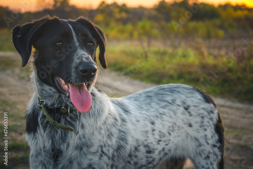 Spaniel dog in a collar looking into the distance waiting for its owner