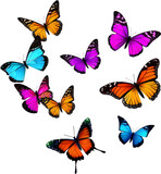 Colorful butterfly clipart for decoration. 