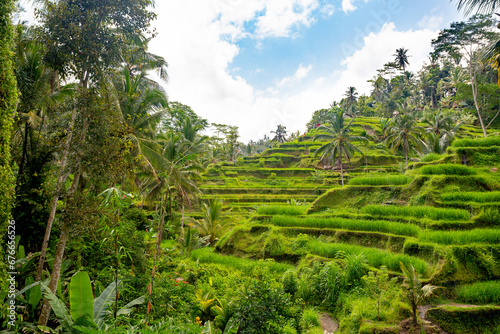 Bali rice fields in Tegalalang