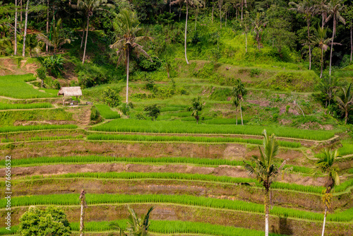 Bali rice fields in Tegalalang