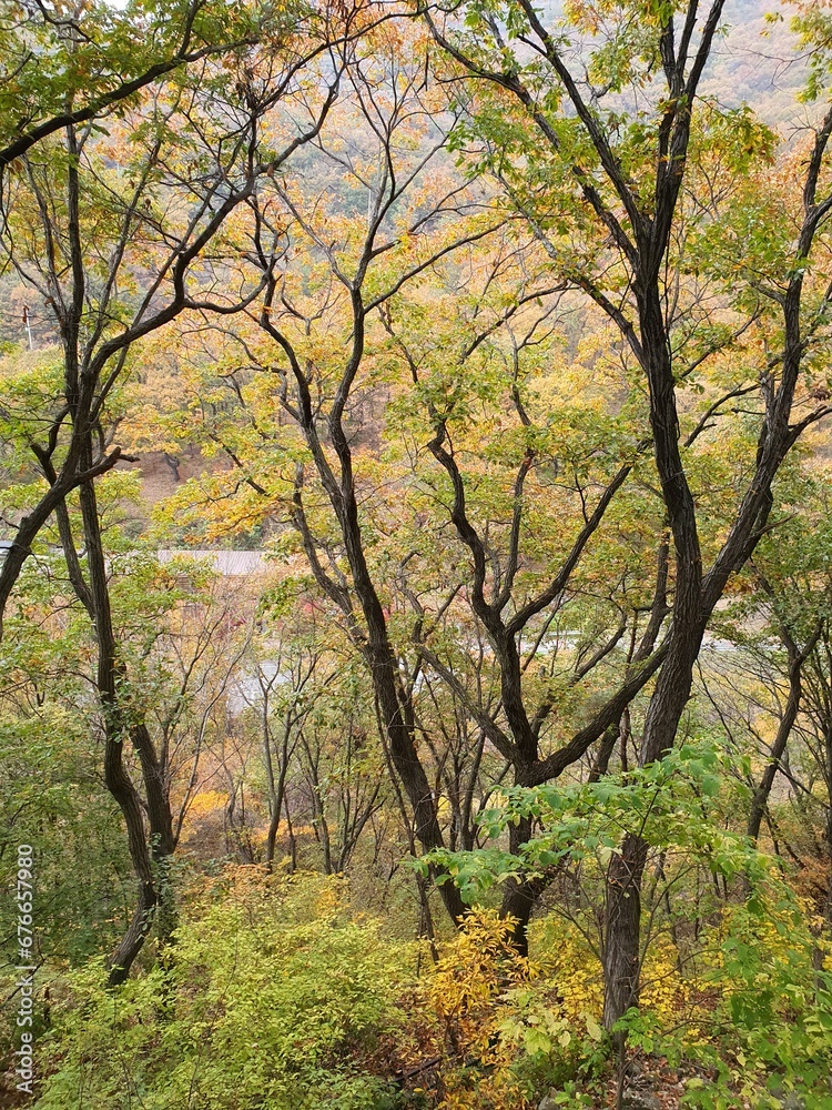 trees in autumn trees in autumn